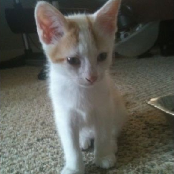 Meet your Posher, Carmen - Picture 1 of 1